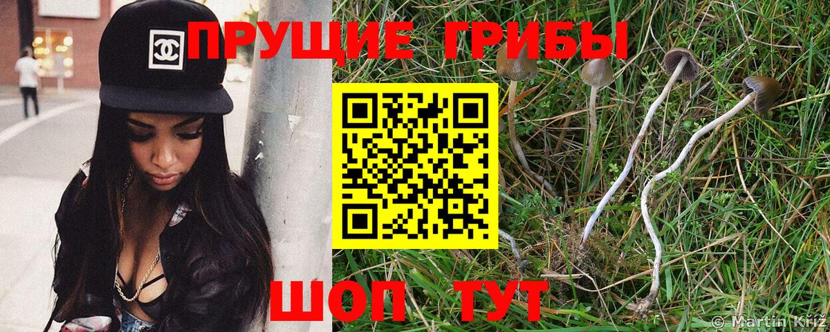 Псилоцибиновые грибы Psilocybe Луховицы
